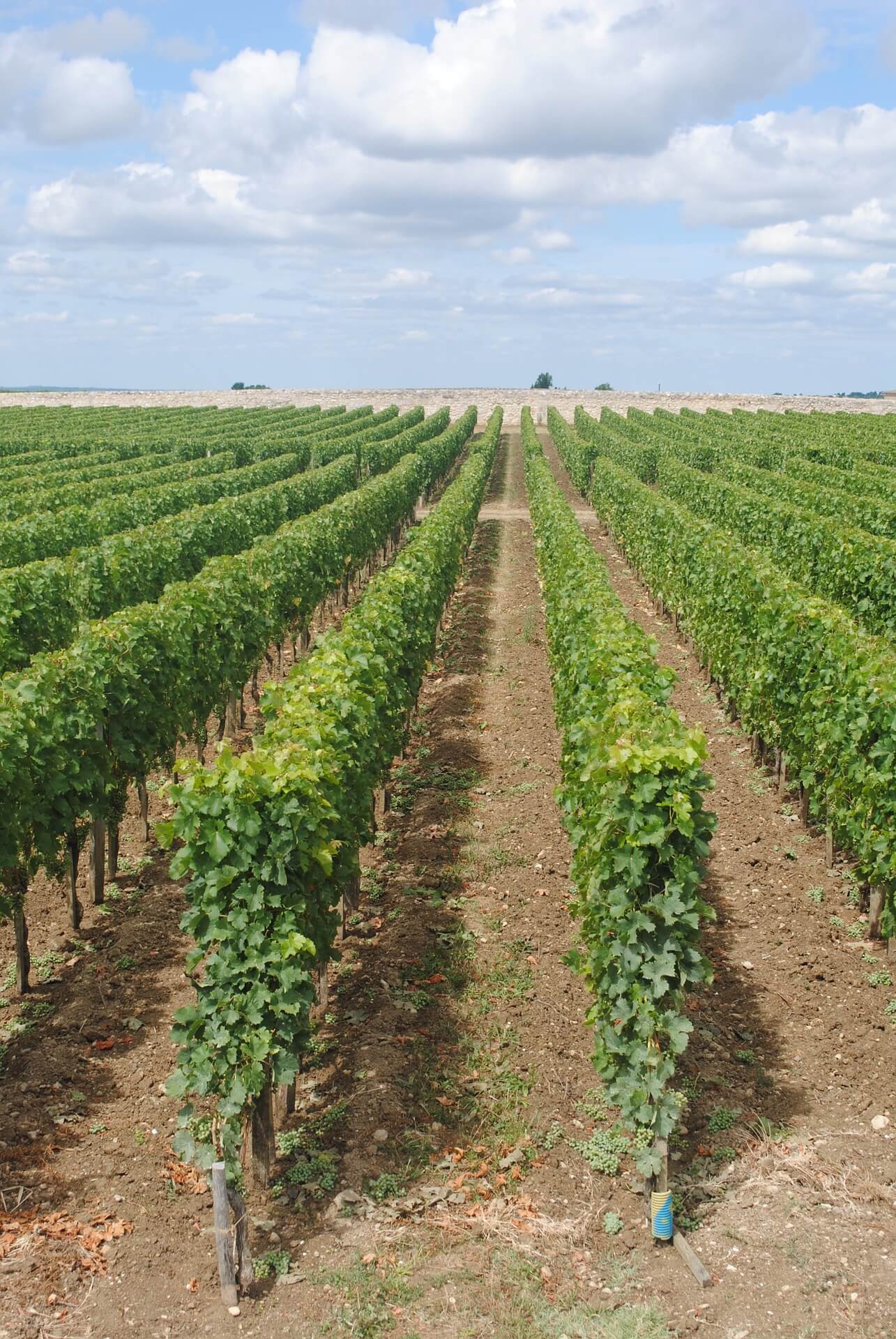 découvrez les vignes et l'histoire d'une région remarquable et authentique - Le Gallocher