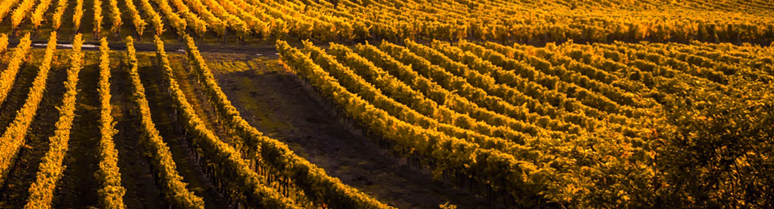 découvrez la gironde et les vignobles bordelais